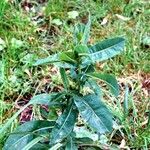 Lactuca virosa Plante entière