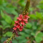 Indigofera hirsuta Λουλούδι