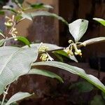 Solanum diphyllum Fiore