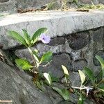 Ruellia tuberosa Flower