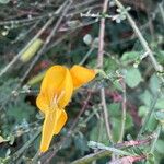 Cytisus scoparius Květ