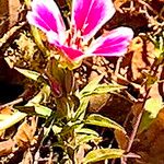 Clarkia amoena Flor