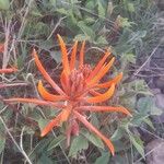 Erythrina flabelliformis برگ