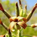 Hesperis tristis Flor