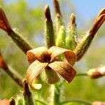 Hesperis tristis Квітка