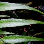 Asplenium juglandifolium Yaprak
