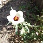 Hibiscus cannabinus Flower