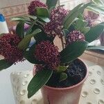 Skimmia japonicaДруги