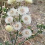 Erigeron bonariensisഫലം