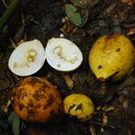 Picralima nitida Fruto