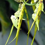 Brassia caudata फूल