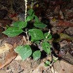 Cyathula prostrata Blatt