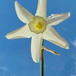 Narcissus triandrus फूल