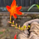 Crocosmia aurea Λουλούδι