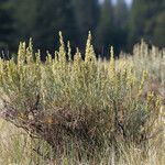 Artemisia cana Habit