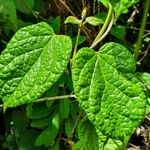 Pentarrhinum gonoloboides Leaf