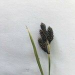 Carex atrata Çiçek