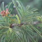 Calliandra rubescens Blad