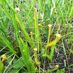 Sarracenia rubra Alkat (teljes növény)