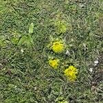 Sanicula arctopoides Flor