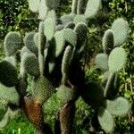 Opuntia leucotricha Blatt