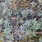 Antennaria parvifolia Ліст