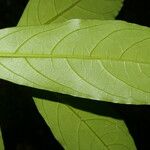 Cestrum schlechtendalii Blad