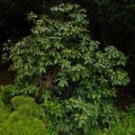 Rhododendron aureum Hábito