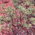 Arctostaphylos pungens Ŝelo