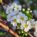 Spiraea hypericifolia Flower