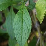 Matourea azurea Leaf