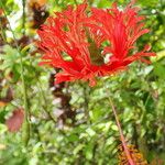 Hibiscus schizopetalus 花