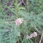 Myricaria germanica Leaf