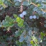 Berberis darwinii Характер