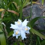 Iris japonica Bloem