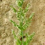 Polypogon viridis Flor