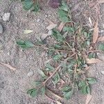 Portulaca oleracea Leht