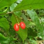 Bunchosia grayumii Hoja