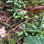 Chimaphila umbellata Ліст