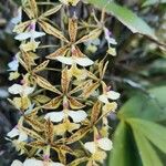 Epidendrum stamfordianum Kvet