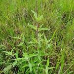 Aspilia mossambicensis Otro