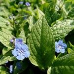 Omphalodes verna पत्ता