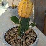 Gymnocalycium mihanovichii Leaf