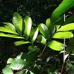 Cupania glabra Leaf