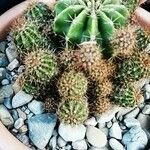 Echinopsis eyriesii Листок