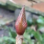 Hydrangea aspera Blad