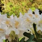 Rhododendron augustinii Flor