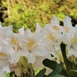 Rhododendron augustinii Flower