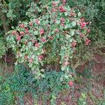 Crataegus laevigataLeaf