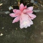 Disocactus phyllanthoides Blüte